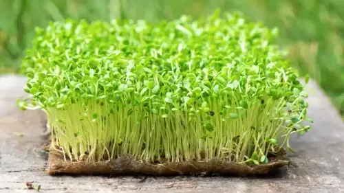 8 Benefits of Sprouts That Will Blow Your Mind